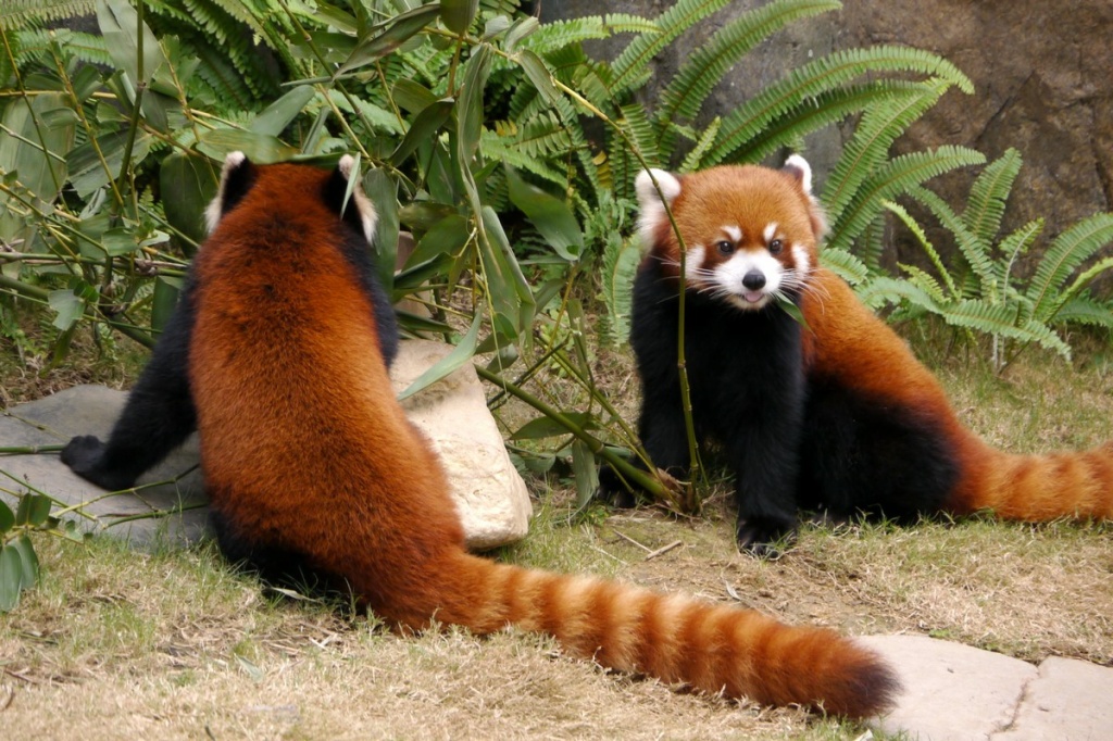 Гуанчжоу, зоопарк, красная панда